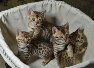 mannelijke en vrouwelijke Bengaalse kittens voor adoptie - 0
