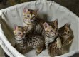 mannelijke en vrouwelijke Bengaalse kittens voor adoptie - 0 - Thumbnail