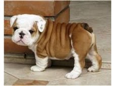 Engels bulldog pups voor adoptie
