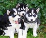 Siberische husky pup - 0 - Thumbnail