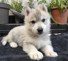 Leuke en schattige Siberische Husky-puppy's