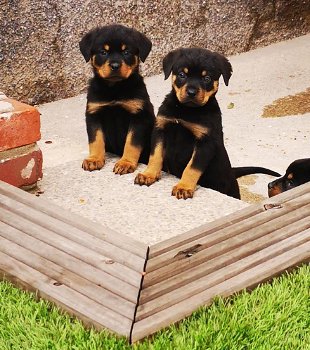 charmante mannelijke en vrouwelijke Rottweiler-puppy's - 0