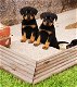 charmante mannelijke en vrouwelijke Rottweiler-puppy's - 0 - Thumbnail