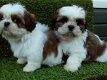 Lieve mannelijke en vrouwelijke Shih Tzu-puppy's - 0 - Thumbnail