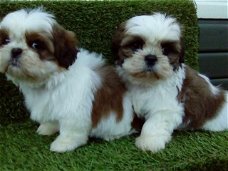Lieve mannelijke en vrouwelijke Shih Tzu-puppy's