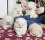 Mooie Pommeren puppy's - 0 - Thumbnail