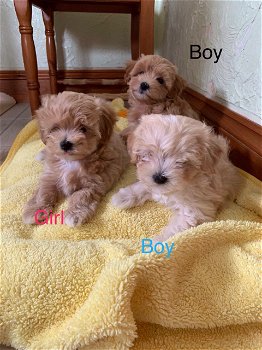 Mooie Maltipoo-puppy's - 0