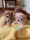 Mooie Maltipoo-puppy's - 0 - Thumbnail