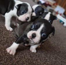 Mooie Boston Terriers