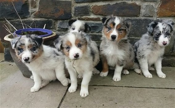 Geweldige Border Collie-puppy's. - 0