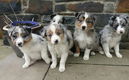 Geweldige Border Collie-puppy's. - 0 - Thumbnail