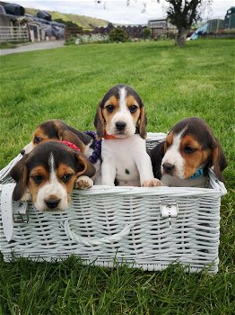 Mooie Beagle-puppy's - 0