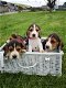 Mooie Beagle-puppy's - 0 - Thumbnail
