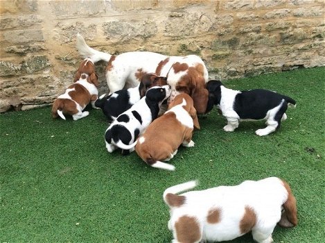 Verbluffende Basset Hound-puppy's - 0