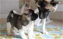 Champiom Akita-puppy's. - 0 - Thumbnail