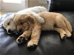 Golden Retriever puppies - 0 - Thumbnail