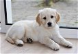 Golden Retriever puppies - 1 - Thumbnail