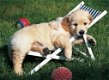 Golden Retriever puppies - 2 - Thumbnail