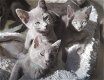 Mooie Russische Blauwe Kittens met volledige stamboom - 0 - Thumbnail