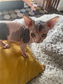 Mooie Sphynx kittens - 0