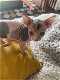 Mooie Sphynx kittens - 0 - Thumbnail