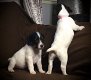 Mooie Jack Russell Terrier-puppy's - 0 - Thumbnail