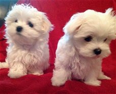 Mooie Maltese pups