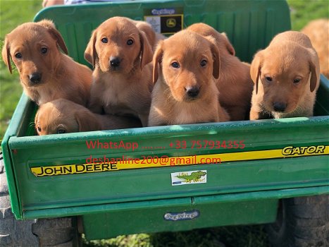 Schattige labrador puppy's - 0