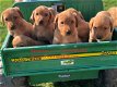 Schattige labrador puppy's - 0 - Thumbnail