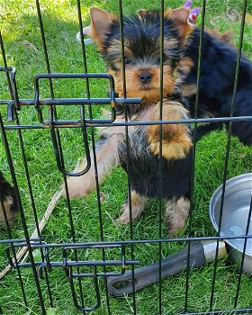 Schattige theekopje Yorkie Puppies te koop - 0