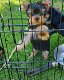 Schattige theekopje Yorkie Puppies te koop - 0 - Thumbnail