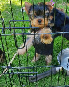 Schattige theekopje Yorkie Puppies te koop