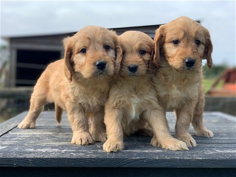 Goldendoodle pup - 0