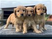 Goldendoodle pup - 0 - Thumbnail