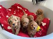 Lieve puppy's van Cavapoo beschikbaar - 0 - Thumbnail