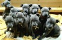 Super schattige Staffordshire pup - 0 - Thumbnail