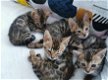 BENGAL Kittens beschikbaar - 0 - Thumbnail