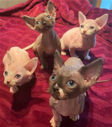 Mooie Sphynx Kittens te koop