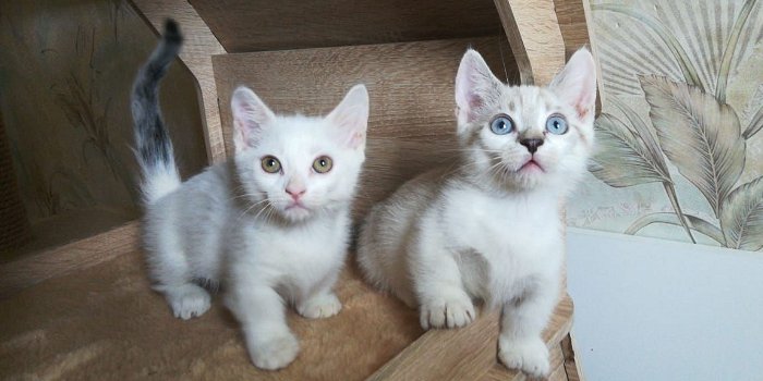 Munchkin Kittens te koop - 0