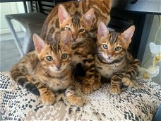 Topkwaliteit Bengaalse kittens