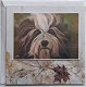 Hondenkaart 40 Blanco bearded collie - 0 - Thumbnail