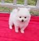 Boy & Girl Kc Pomeranians. - 0 - Thumbnail