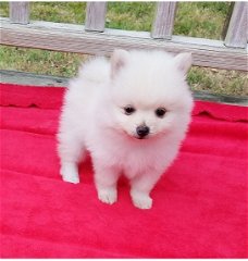 Boy & Girl Kc Pomeranians.