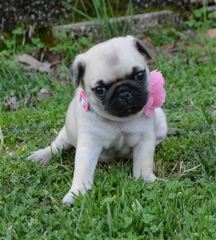 Pug Puppies Klaar om naar huis te gaan .. - 0