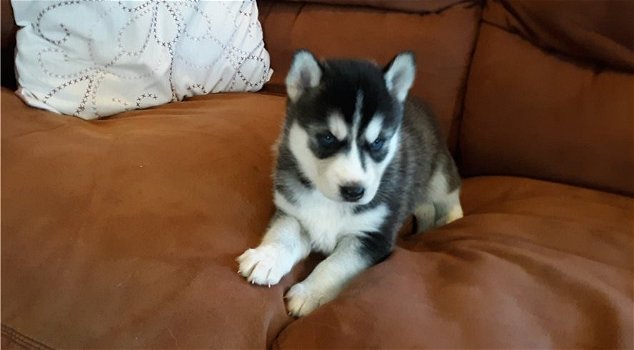 Prachtige Siberische Husky-puppy's. - 0