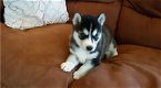 Prachtige Siberische Husky-puppy's. - 0 - Thumbnail