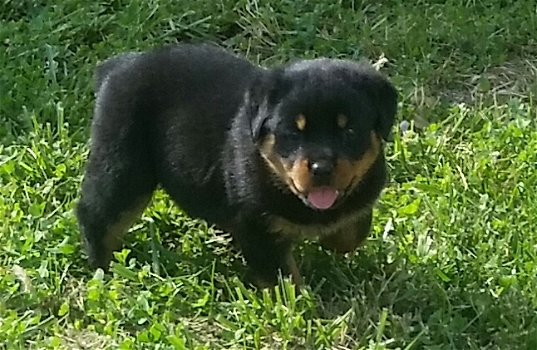 Rottweiler-puppy's Meisjes en jongens Te koop. - 0