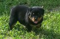 Rottweiler-puppy's Meisjes en jongens Te koop. - 0 - Thumbnail