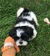 Schattige Shih Tzu-puppy's. - 0 - Thumbnail