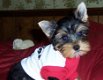 Yorkshire Terrier-puppy's. - 0 - Thumbnail